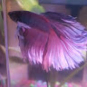 Meet your Posher, Jeannette